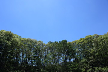 Obraz na płótnie Canvas Trees and blue sky