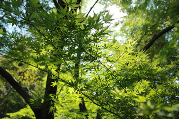 Maple trees in spring with young green leaves