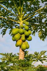 Bunch of papayas hanging from the tree, Thailand.