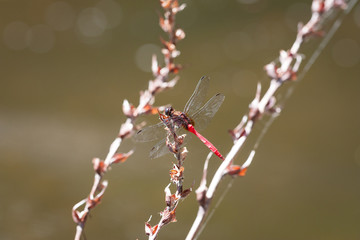 Dragonfly resting on branch