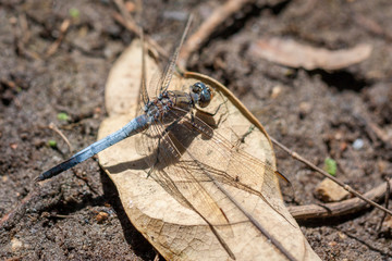 Blue dragonfly resting on a dry leaf