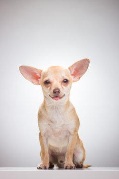 Cute Chihuahua sitting.