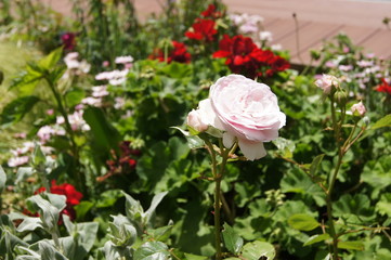 サンシャイン屋上庭園5月のバラ