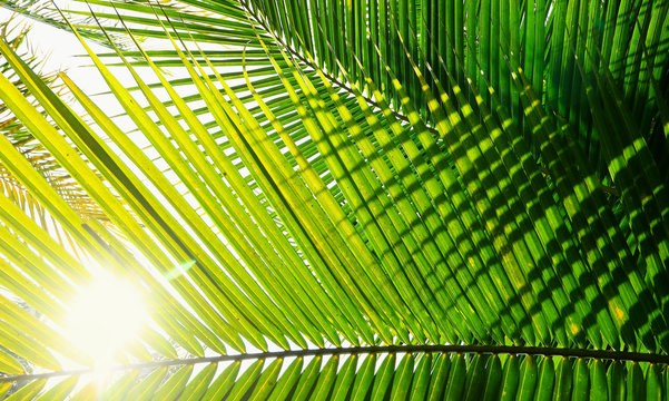Palm tree branch against the light