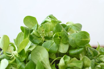 Green Lambs lettuce on the white background