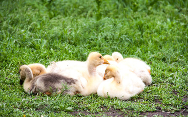 few young goose lying on the grass in  yard