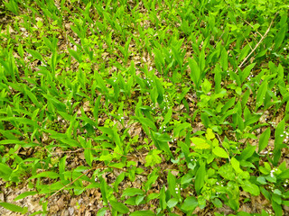 lilies of the valley in a forest