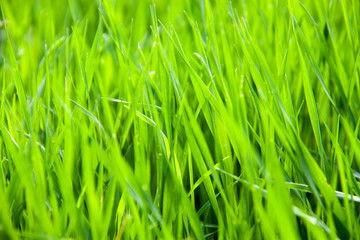 young green grass as a background close-up macro