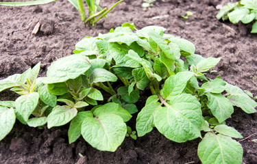 young potato bush in the garden close-up