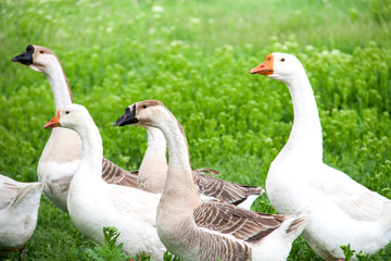 Obraz premium flock of geese grazing on green grass in the village