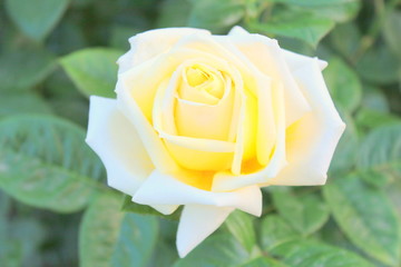 クリーム色のバラ