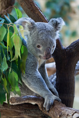 Australische Koala (Inia geschroeid).