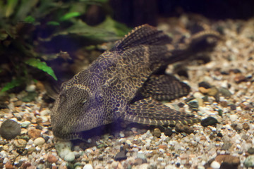 Orinoco sailfin catfish (Pterygoplichthys multiradiatus).