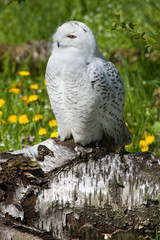 Snowy owl (Bubo scandiacus).