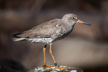 Common redshank (Tringa totanus).