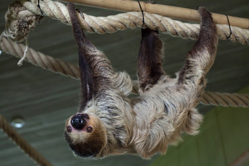 Linnaeus's two-toed sloth (Choloepus didactylus). © Vladimir Wrangel