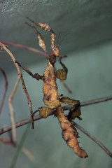 Giant prickly stick insect (Extatosoma tiaratum).
