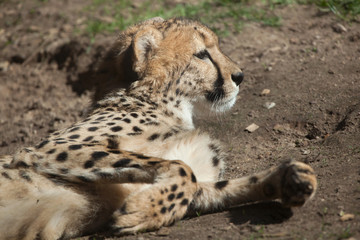 Fototapeta premium Cheetah (Acinonyx jubatus).