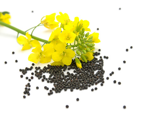 Raps, Brassica napus, Samenk&ouml;rner