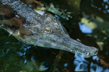 False gharial (Tomistoma schlegelii).