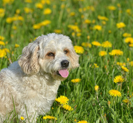 Hund auf Wiese