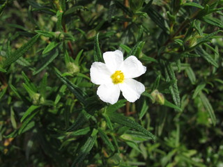 Montpellier Zistrose, Cistus monspeliensis