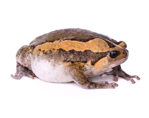 bullfrog isolated on white background