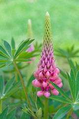 Blooming Lupine flowers - colorful lupines