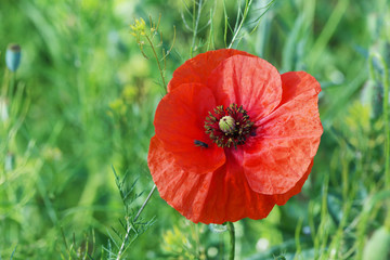 Red poppy flowers, close up