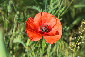 Red poppy flowers, close up