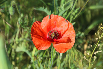 Fototapeta premium Red poppy flowers, close up