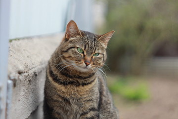 Полосатая тигровая кошка