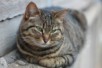 Полосатая тигровая кошка