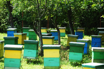 Honey bee hives