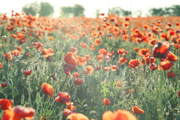 Obraz premium Red poppy flowers field, close up