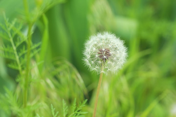 Fototapeta premium Beautiful spring dandelion flower outdoors, close up