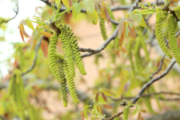 Blooming tree with the plants, outdoors
