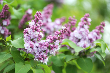 Blooming lilac flowers in the garden, outdoors