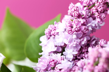 Blooming lilac flowers on a pink background