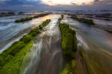 Green moos at the beach after sunset