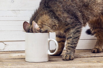 Naklejka premium Zabawny kot wczołgał się do białego kubka do kawy.