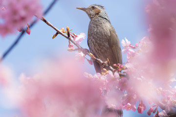 河津桜と鳥