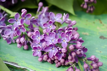 The beautiful fresh lilac violet flowers on a wooden background. Close up of lilac blossoms. Spring flower, twig lilac