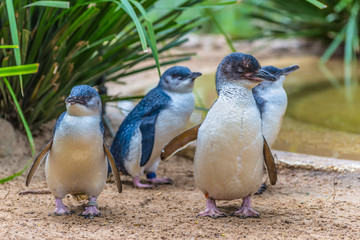 Naklejka premium Penguin in zoo