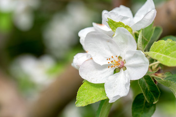 Beautiful blooming apple tree in spring