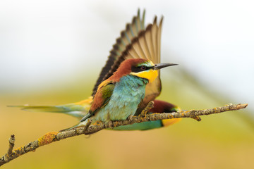Abejaruco