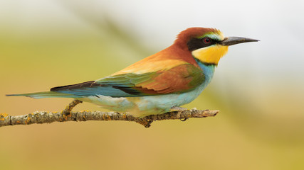 Abejaruco