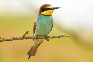 Abejaruco