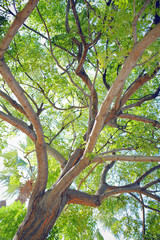 Tall green tree