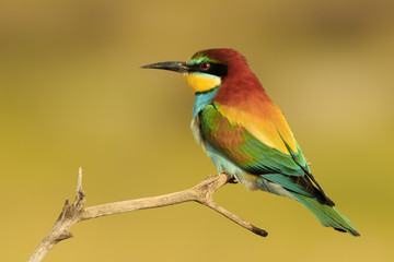 Abejaruco